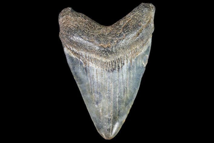 Juvenile Megalodon Tooth - Georgia #111601